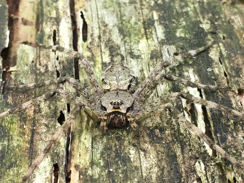 White-banded Fishing Spider