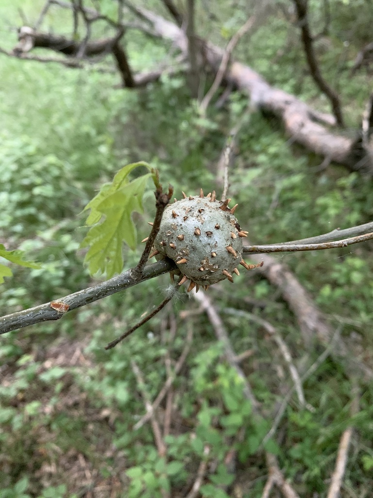 Horned Oak Gall Wasp from Erie, PA, US on June 16, 2020 at 08:31 PM by ...