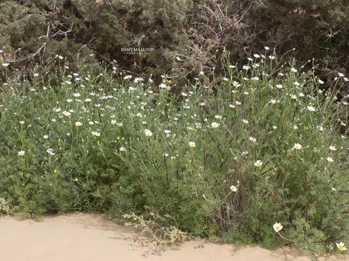 Anacyclus linearilobus