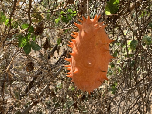 Horned Melon