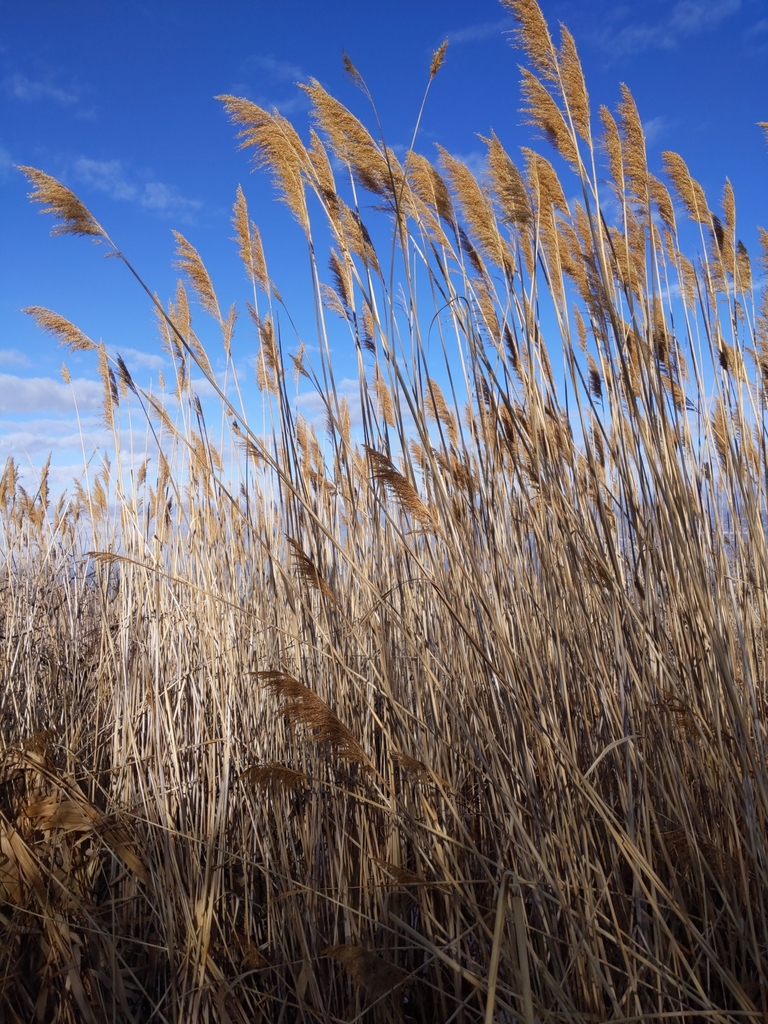 common reed from Draper, UT 84020, USA on January 25, 2020 at 10:55 AM ...