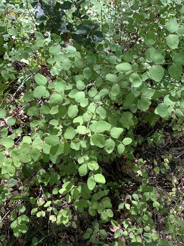 Common Snowberry foliage