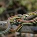 Dendrelaphis caudolineatus - Photo (c) Chien Lee, כל הזכויות שמורות, uploaded by Chien Lee