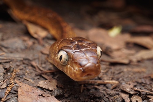 Brown Tree Snake sighting