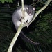 Short-eared Brushtail Possum - Photo (c) ben_revell, all rights reserved