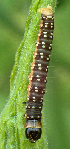 Spruce Budworm Moth