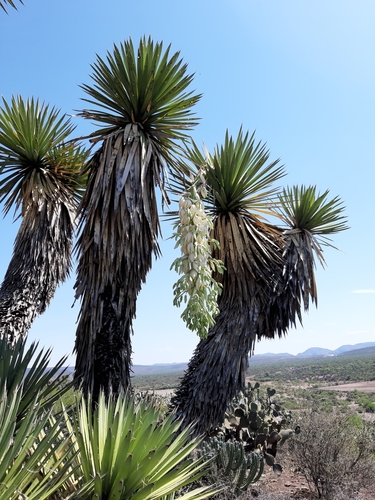 tree yucca