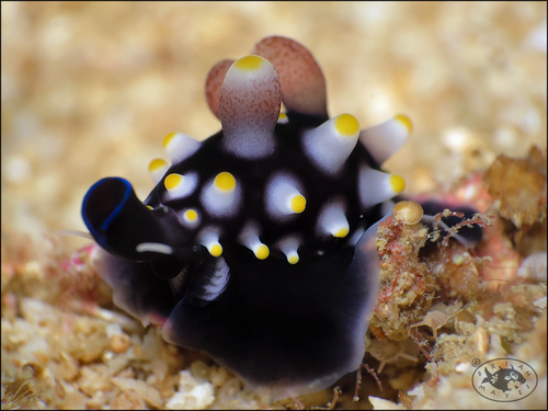 Common Egg Cowry