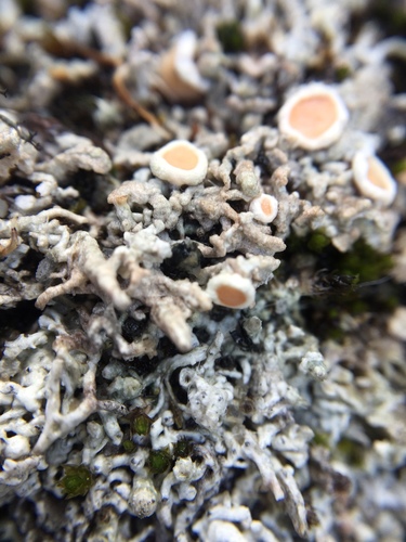Arctic Saucer Lichen