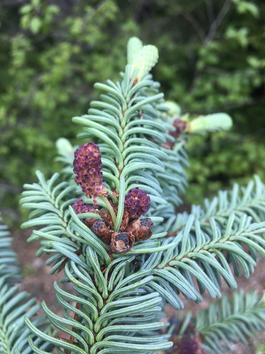 noble fir
