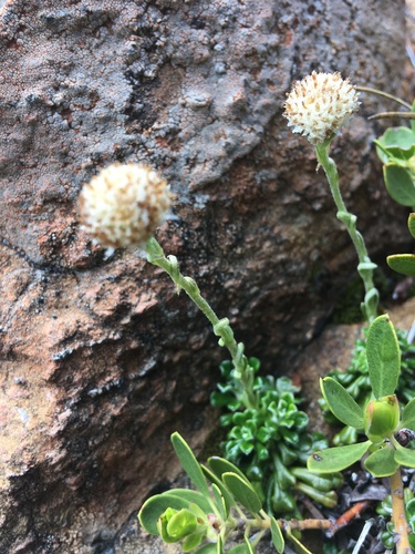 evergreen everlasting (Antennaria suffrutescens)