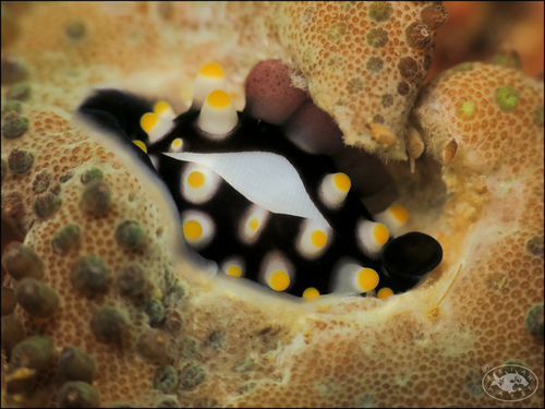 Common Egg Cowry