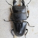 Serrognathus titanus westermanni - Photo (c) Vikram Singh, כל הזכויות שמורות, הועלה על ידי Vikram Singh