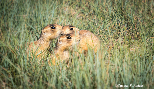 Utah Prairie Dog