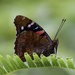 Kamehameha Butterfly - Photo (c) grahamt, all rights reserved, uploaded by grahamt