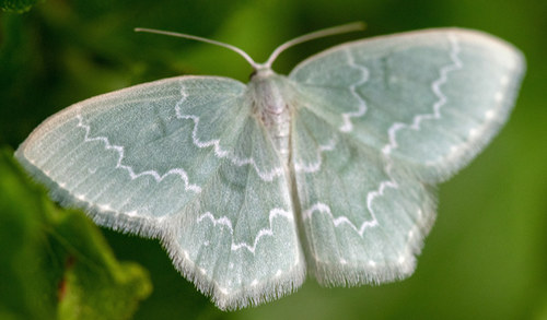 bilberry emerald