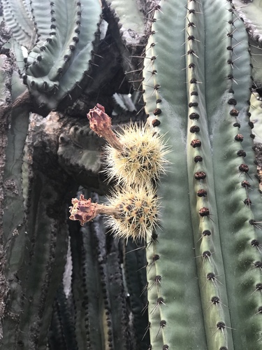 Pitaya de Queretaro