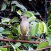Charlotte's Bulbul - Photo (c) Hickson Fergusson, all rights reserved, uploaded by Hickson Fergusson