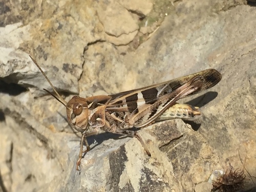 Handsome Cross Grasshopper