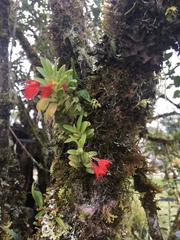 Fernandezia sanguinea image