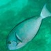 Whitefin Surgeonfish - Photo (c) Ian Shaw, all rights reserved, uploaded by Ian Shaw