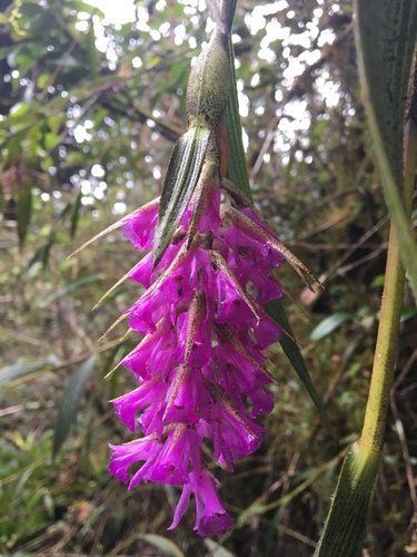 Elleanthus maculatus image