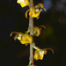 Brown Fairy-chain Orchid - Photo (c) David Tng, all rights reserved, uploaded by David Tng