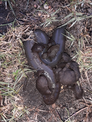 Microchaetus Rappi Rapper Giant Earthworm (Microchaetus rappi) · iNaturalist