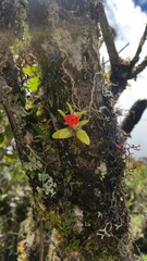 Fernandezia sanguinea image