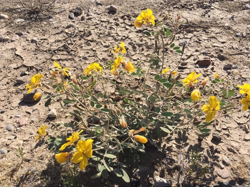 Coues' senna