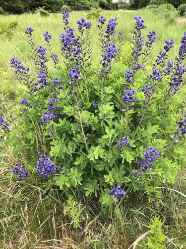 tall blue wild indigo