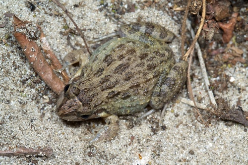 Sabinal Frog