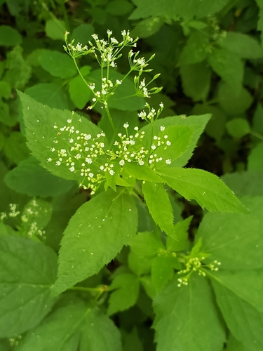Cryptotaenia canadensis