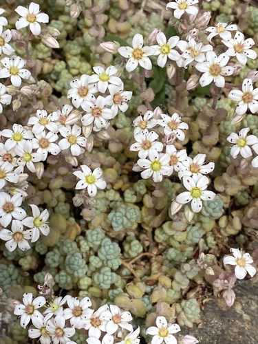thick-leaved stonecrop
