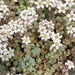 Sedum dasyphyllum - Photo (c) lovescinow, όλα τα δικαιώματα διατηρούνται, uploaded by lovescinow