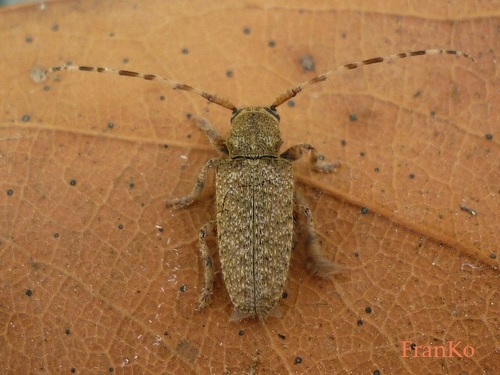Genus Estola · iNaturalist