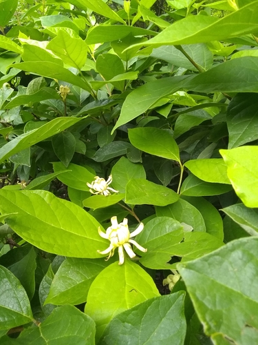 Calycanthus floridus var. floridus