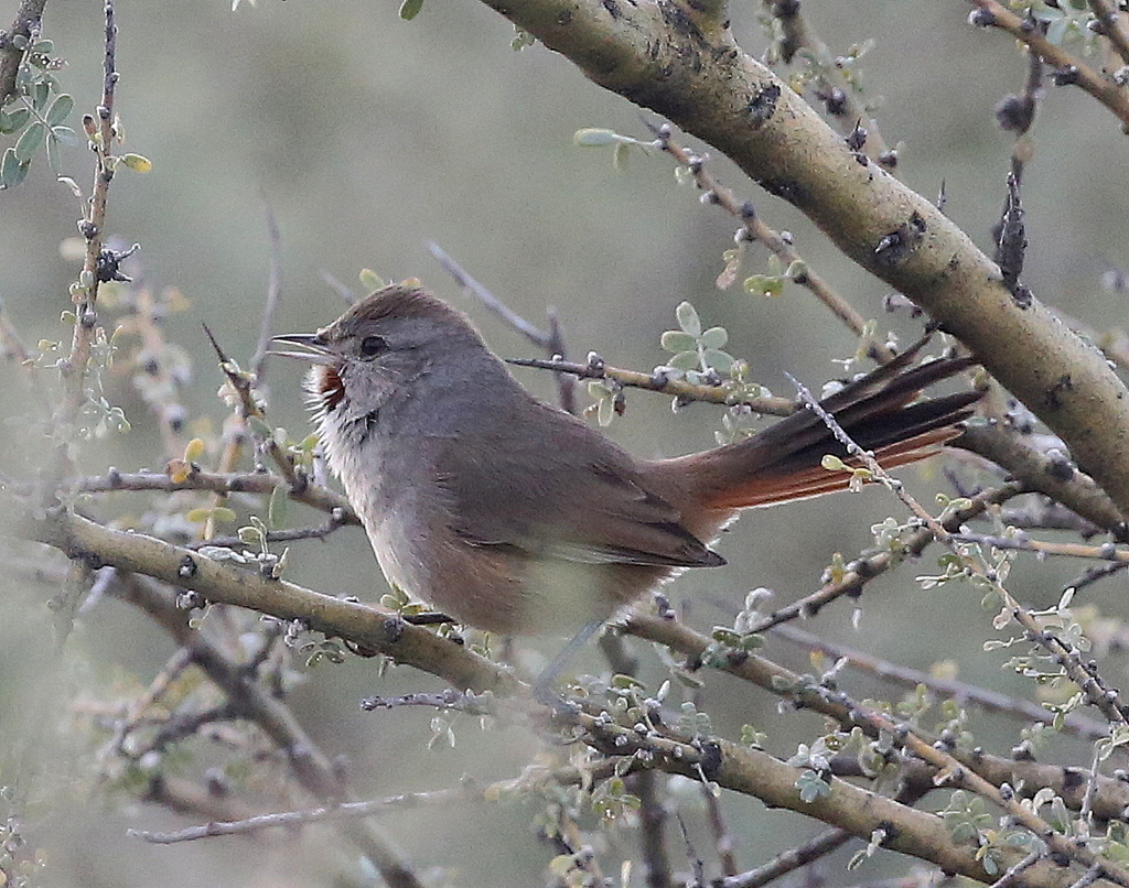 Short-billed Canastero photo