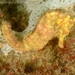 Observation photo