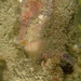 Observation photo