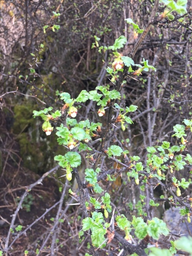 Hedge gooseberry (Ribes alpestre)