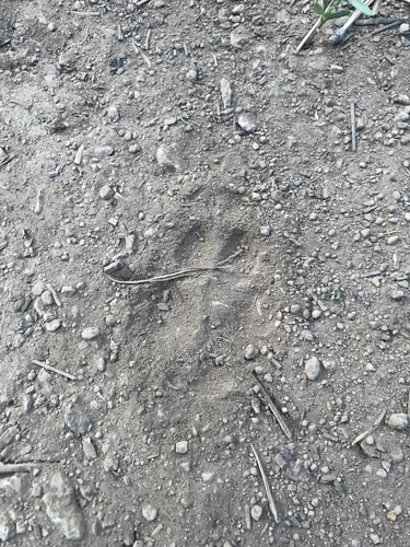 iNaturalist observation photo of Coyote