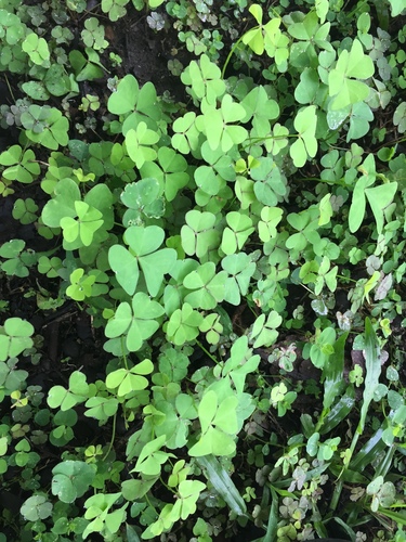 Oxalis corniculata image