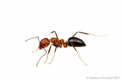Dolichoderus baenaeDolichoderus baenae