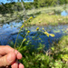 Carex canescens disjuncta - Photo (c) Steven Daniel, todos os direitos reservados, uploaded by Steven Daniel