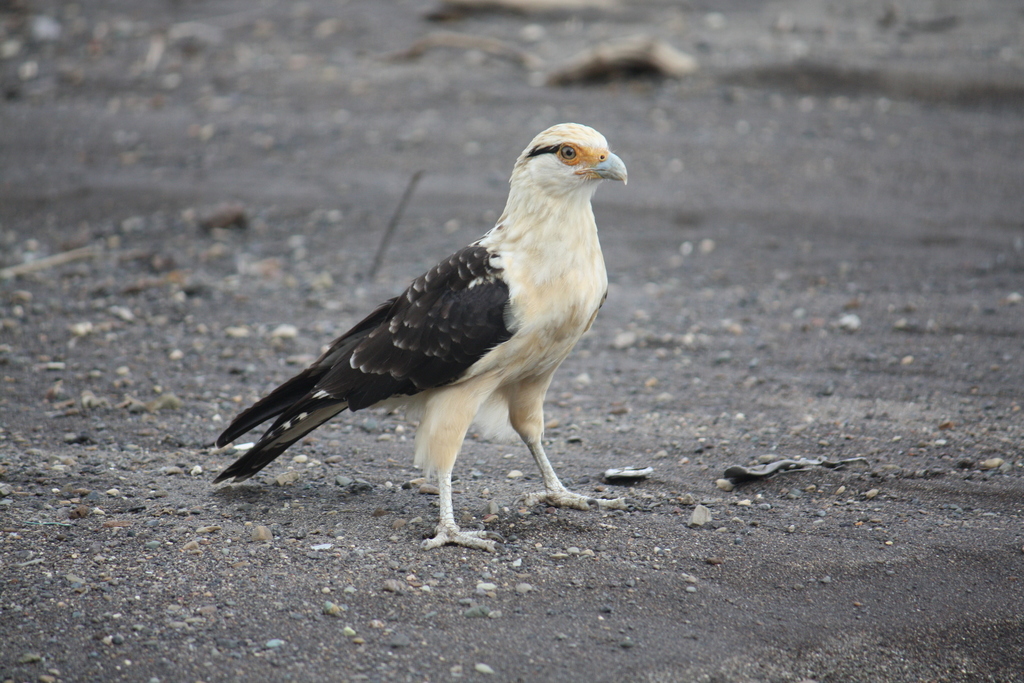 Yellow-headed Caracara photo