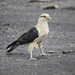 Yellow-headed Caracara - Photo (c) Larry Zheng, all rights reserved, uploaded by Larry Zheng