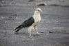 Yellow-headed Caracara - Photo (c) Larry Zheng, all rights reserved, uploaded by Larry Zheng