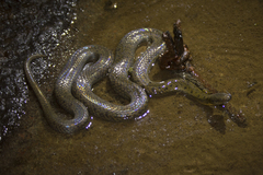 Hydromorphus concolor image