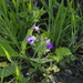 Collinsia violacea - Photo (c) Eric Knight, όλα τα δικαιώματα διατηρούνται